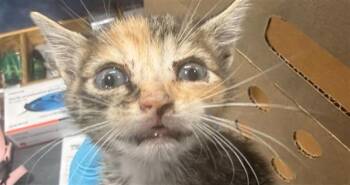 MONKEY -  Domestic Short Hair Cat for Adoption in Charlotte, North Carolina - MONKEY | PetCurious