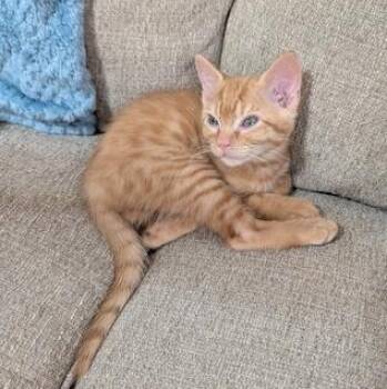 Inigo Montoya -  Domestic Short Hair Cat for Adoption in Liverpool, Texas - Inigo Montoya | PetCurious