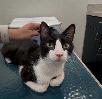 CHARLES -  Domestic Short Hair Cat for Adoption in Dallas, Texas - CHARLES | PetCurious