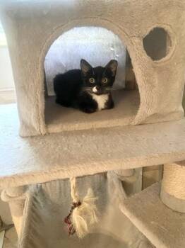 Peppermint Patty -  Domestic Short Hair Cat for Adoption in Melville, New York - Peppermint Patty | PetCurious