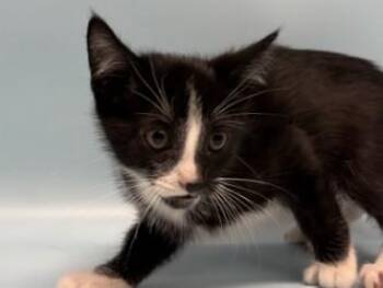 Oh -  Domestic Short Hair Cat for Adoption in Minneapolis, Minnesota - Oh | PetCurious