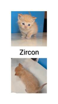Domestic Short Hair Cats Available for Adoption in Syracuse, Indiana - Zircon | PetCurious