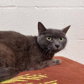 Domestic Short Hair Cats Available for Adoption in Lyndhurst, Virginia - Squeaky | PetCurious