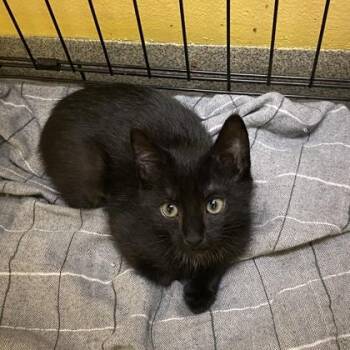 McCoy -  Domestic Short Hair Cat for Adoption in Richmond, Virginia - McCoy | PetCurious