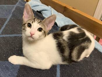 Stevie -  Tabby Cat for Adoption in Burnaby, British Columbia - Stevie | PetCurious