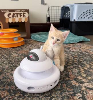 Tango -  Domestic Short Hair Cat for Adoption in Fort Lauderdale, Florida - Tango | PetCurious