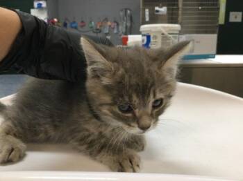 A1916641 -  Domestic Short Hair Cat for Adoption in Thousand Palms, California - A1916641 | PetCurious