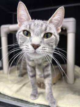 Mary Poppins -  Domestic Short Hair Cat for Adoption in Mishawaka, Indiana - Mary Poppins | PetCurious