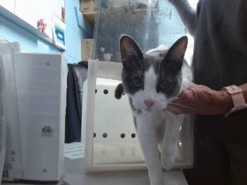 SIMONE -  Domestic Short Hair Cat for Adoption in Albuquerque, New Mexico - SIMONE | PetCurious