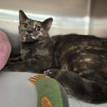 Gracie -  Domestic Short Hair Cat for Adoption in Franklin Township, New Jersey - Gracie | PetCurious