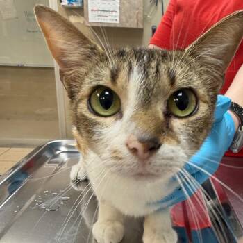 Domestic Short Hair Cats Available for Adoption in Birmingham, Alabama - Winky | PetCurious