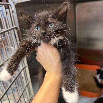 Aurora -  Domestic Medium Hair Cat for Adoption in Port Charlotte, Florida - Aurora | PetCurious