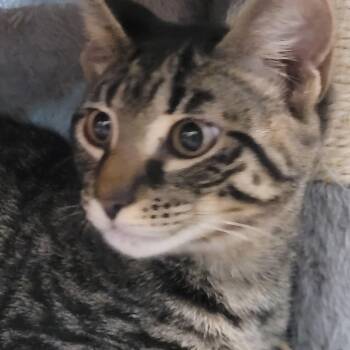 Xi -  Tabby Cat for Adoption in Maple Shade, New Jersey - Xi | PetCurious