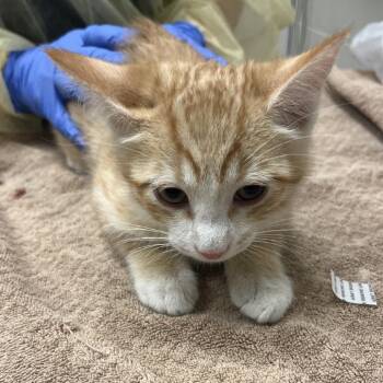 Will Byers -  Domestic Short Hair Cat for Adoption in Murray, Utah - Will Byers | PetCurious