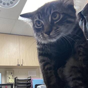 James -  Domestic Medium Hair Cat for Adoption in Lakeland, Florida - James | PetCurious