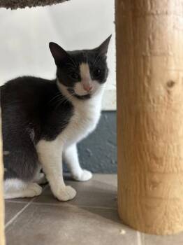 Ashley -  Domestic Short Hair Cat for Adoption in Ashland, Ohio - Ashley | PetCurious