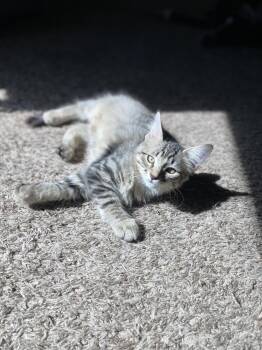 Barcelona -  Domestic Medium Hair Cat for Adoption in Litchfield Park, Arizona - Barcelona | PetCurious