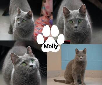 Molly -  Domestic Short Hair and Russian Blue Cat for Adoption in Winchester, Kentucky - Molly | PetCurious