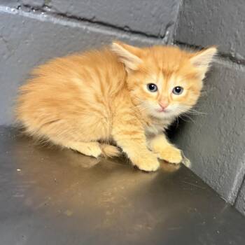 Domestic Short Hair Cats Available for Adoption in Tuscaloosa, Alabama - Firecracker | PetCurious