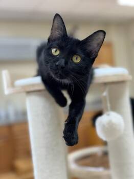 Honey -  Domestic Short Hair Cat for Adoption in Medina, Ohio - Honey | PetCurious