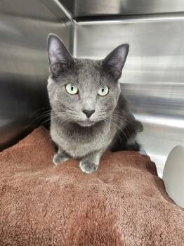 NATALIE -  Russian Blue Cat for Adoption in Pueblo, Colorado - NATALIE | PetCurious