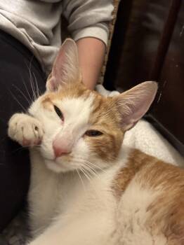 Nemo -  Domestic Short Hair Cat for Adoption in Bayonne, New Jersey - Nemo | PetCurious