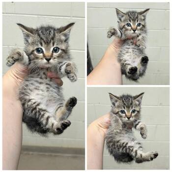 Fern -  Domestic Short Hair Cat for Adoption in Dublin, Virginia - Fern | PetCurious