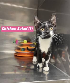 Chicken Salad -  Domestic Short Hair and Bombay Cat for Adoption in Montville, New Jersey - Chicken Salad | PetCurious
