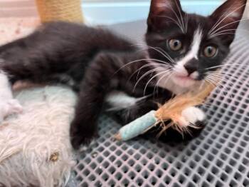 Rescue Domestic Short Hair Cats for Adoption in Oceanside, California - Cindy | PetCurious