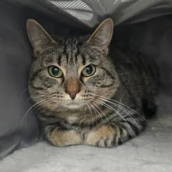 Conspiracy -  Domestic Short Hair Cat for Adoption in Winthrop, Maine - Conspiracy | PetCurious