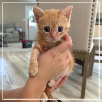 Spunk -  Domestic Short Hair Cat for Adoption in Monroe, Michigan - Spunk | PetCurious