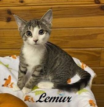 Lemur -  Tabby Cat for Adoption in Southern Pines, North Carolina - Lemur | PetCurious