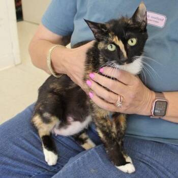 Hazel -  Domestic Short Hair Cat for Adoption in Birmingham, Alabama - Hazel | PetCurious