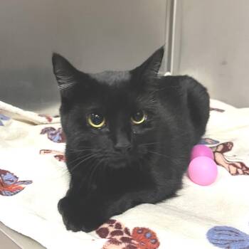 Bonita -  Domestic Short Hair Cat for Adoption in East Hampton, New York - Bonita | PetCurious