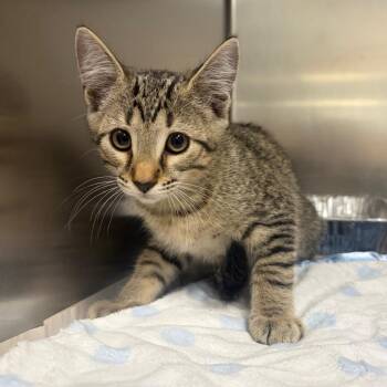 Scrap -  Domestic Short Hair Cat for Adoption in Milton, Florida - Scrap | PetCurious