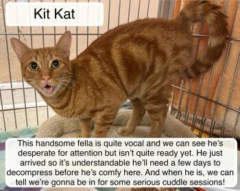 Rescue Domestic Short Hair Cats for Adoption in Ellicott City, Maryland - Kit Kat | PetCurious