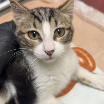 Lorenzo -  Domestic Short Hair Cat for Adoption in Lakewood, Colorado - Lorenzo | PetCurious
