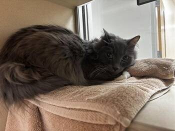 Domestic Long Hair Cats Available for Adoption - BAXTER | PetCurious