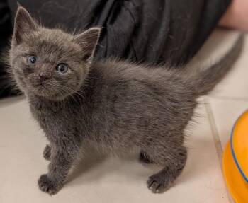 Domestic Short Hair Cats Available for Adoption - Pearl 10.3.25 | PetCurious