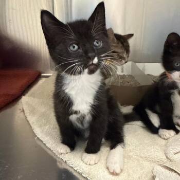 Quarter (green collar) -  Domestic Short Hair Cat for Adoption in Philadelphia, Pennsylvania - Quarter (green Collar) | PetCurious