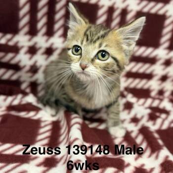 Rescue Domestic Medium Hair Cats for Adoption in New Tazewell, Tennessee - Zeuss | PetCurious