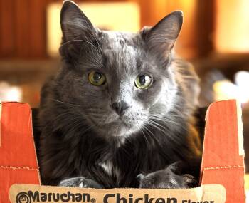 Anchovie (Maine Coon) -  Maine Coon Cat for Adoption in Ypsilanti, Michigan - Anchovie (Maine Coon) | PetCurious