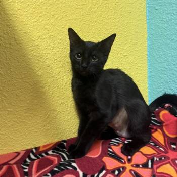 Edna -  Domestic Short Hair Cat for Adoption in Fresno, California - Edna | PetCurious