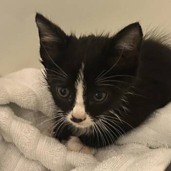 Alfalfa -  Domestic Medium Hair Cat for Adoption in Greensboro, North Carolina - Alfalfa | PetCurious