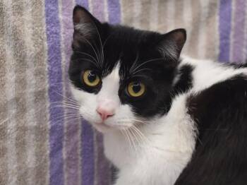 Domestic Short Hair Cats Available for Adoption in Portland, Oregon - Momo | PetCurious