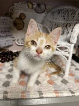 Spice -  Domestic Short Hair Cat for Adoption in Beatrice, Nebraska - Spice | PetCurious