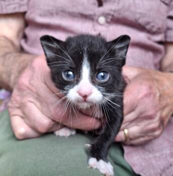 Bailey -  Domestic Short Hair Cat for Adoption in Deming, New Mexico - Bailey | PetCurious