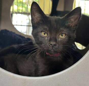 Sable -  Domestic Short Hair Cat for Adoption in Vancouver, Washington - Sable | PetCurious