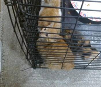 REY -  Domestic Short Hair Cat for Adoption in Louisville, Kentucky - REY | PetCurious