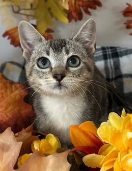 Rescue Domestic Short Hair Cats for Adoption in Stillwater, Oklahoma - 6/11/25 - Candy Apple | PetCurious